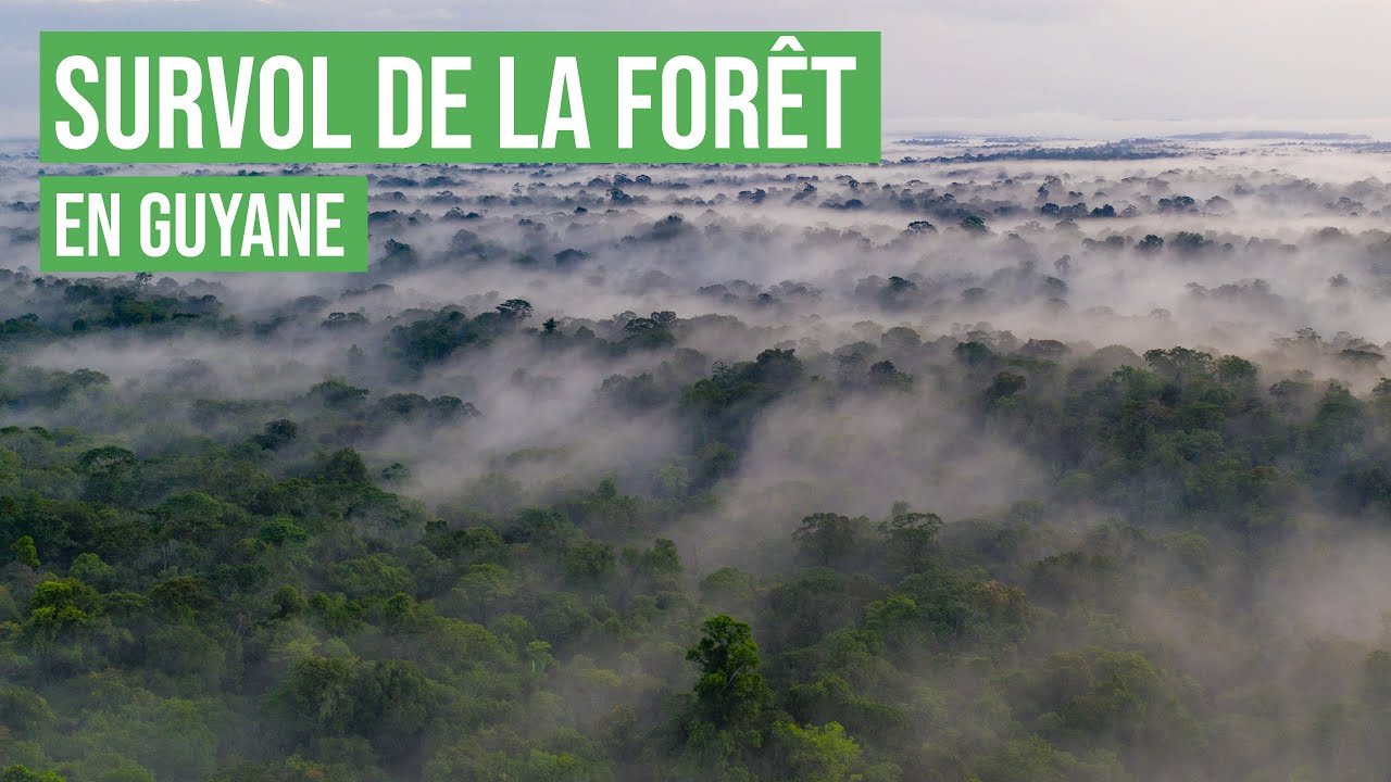 Survol de la forêt Guyanaise !