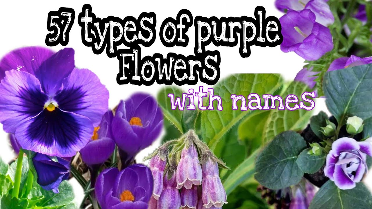 PURPLE FLOWERS PLANTS+NAMES//MGA PANGALAN NG HALAMAN