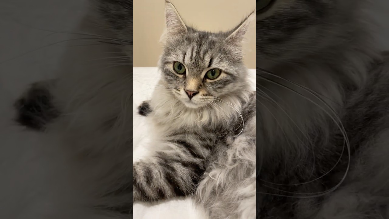 Silver Siberian kitten :) #shorts