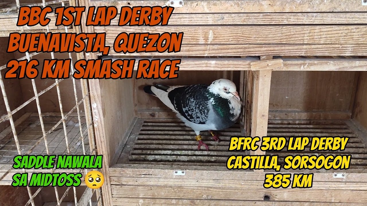 BBC 1ST LAP DERBY 216 KM / BFRC 3RD LAP DERBY 385 KM - SADDLE LOST IN MID TOSS