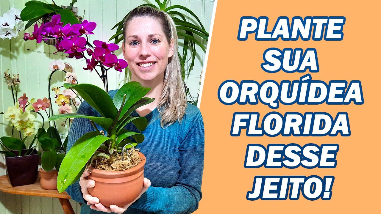 Aprenda a Plantar Orquídea Doritaenopsis em Vaso de Barro