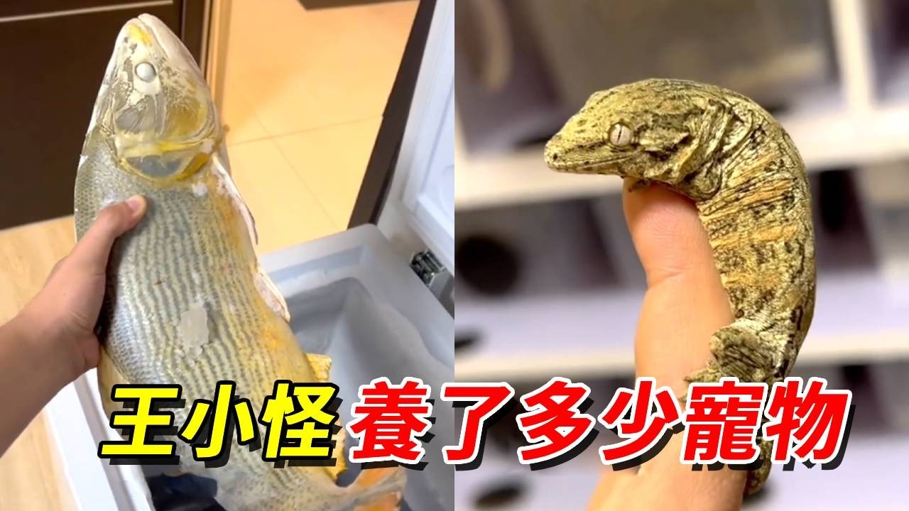 王小怪家到底養了多少寵物？除了爬寵和海貨，冰箱裡居然也有？！【王小怪】