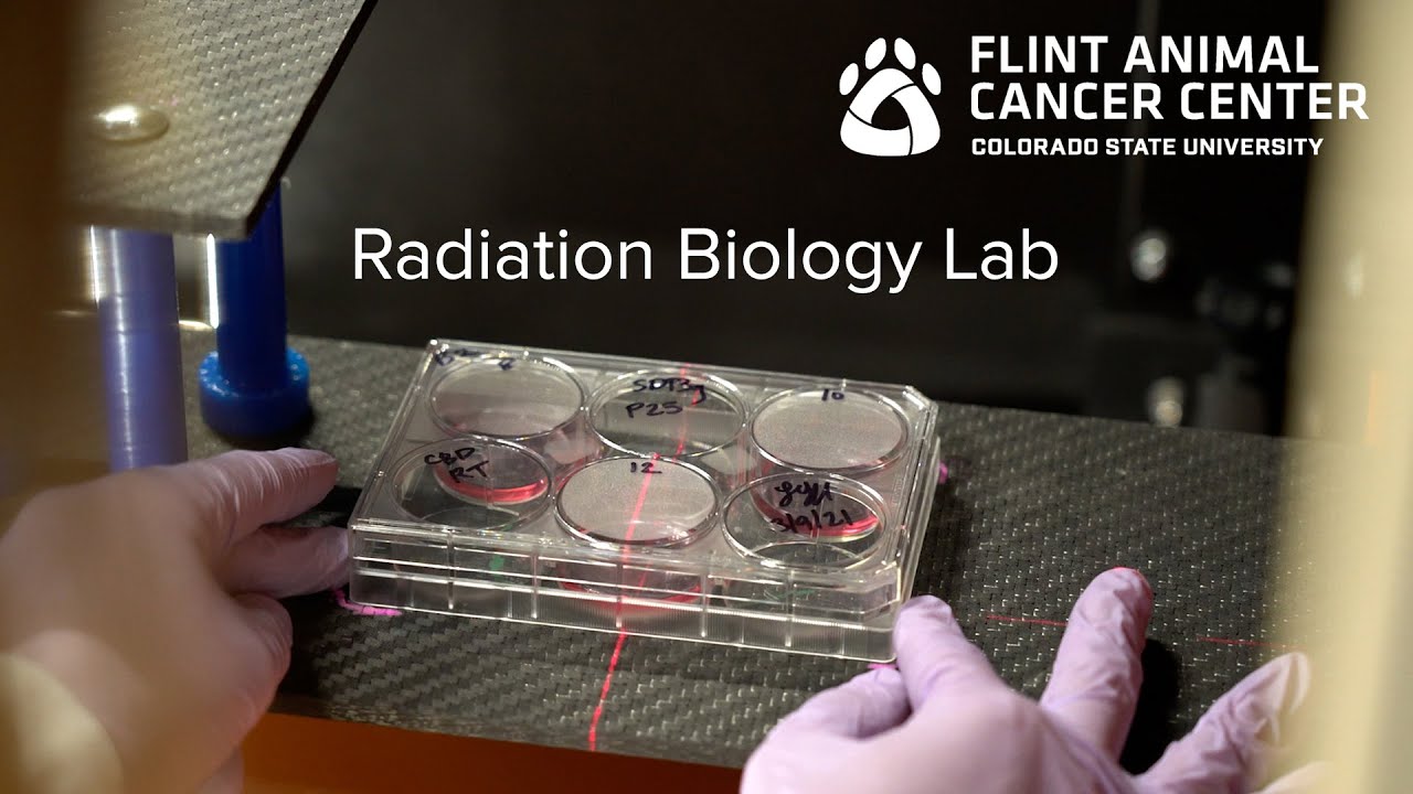 Radiation Biology  Research - Dr. Keara Boss,  Flint Animal Cancer Center
