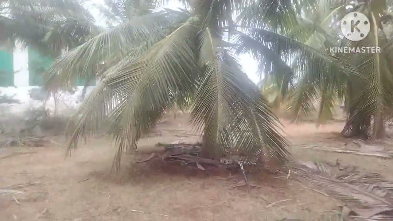 Deal -243.        5 Acre's Coconut 🌴 குறைந்த விலையில். Sold out
