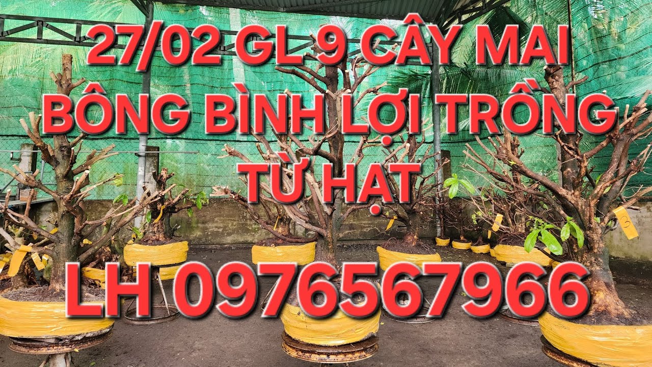 27/02 MINH NHÍ ☎️0976567966 GL 9 PHÔI MAI BÔNG BÌNH LỢI TRỒNG HẠT❤️❤️❤️