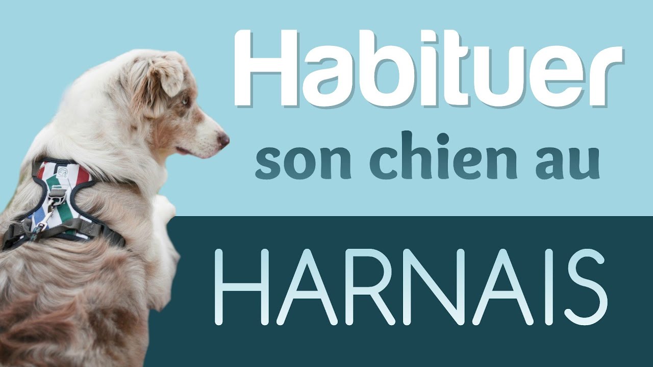 MON CHIEN A PEUR DU HARNAIS !