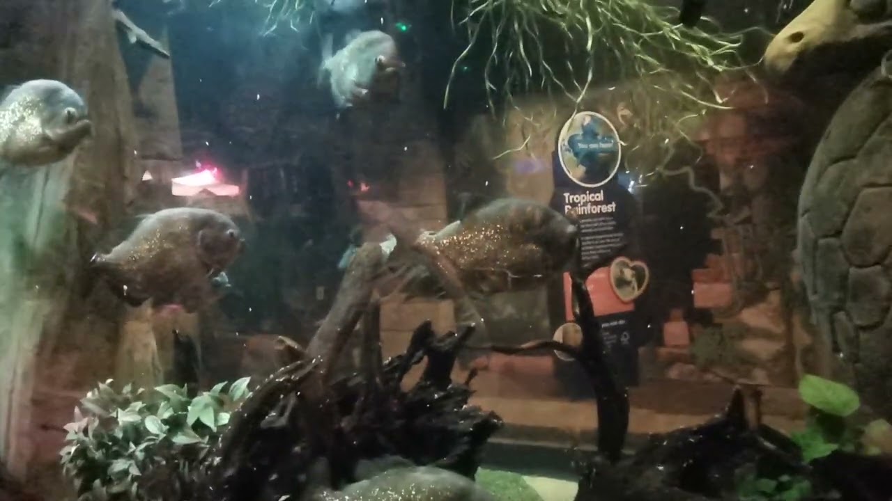 Brighton Sea life trip 23rd August 2022