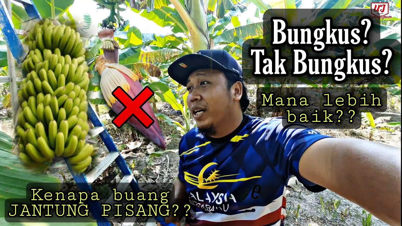 Nak Buah Pisang lebih BESAR & BERAT? Wajib buang Jantung & Bungkus!