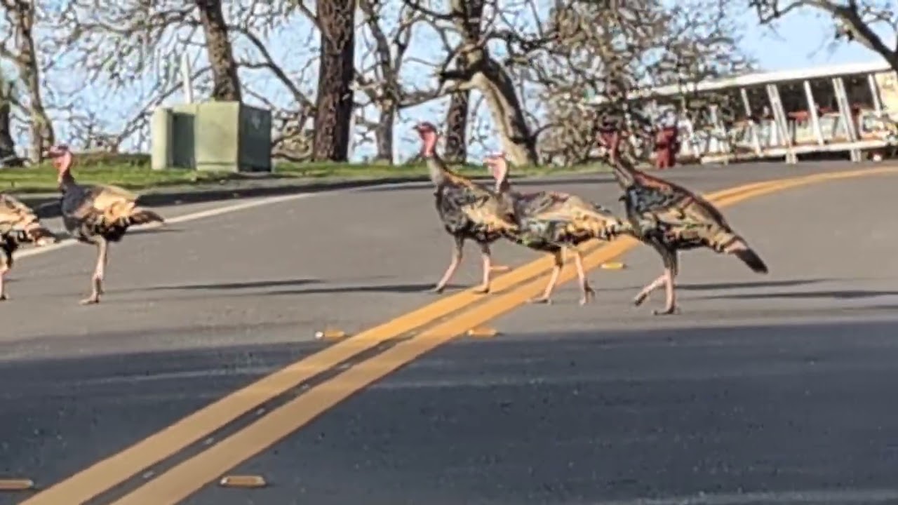 Watching the turkeys cross the road with Penny-dog 🦃