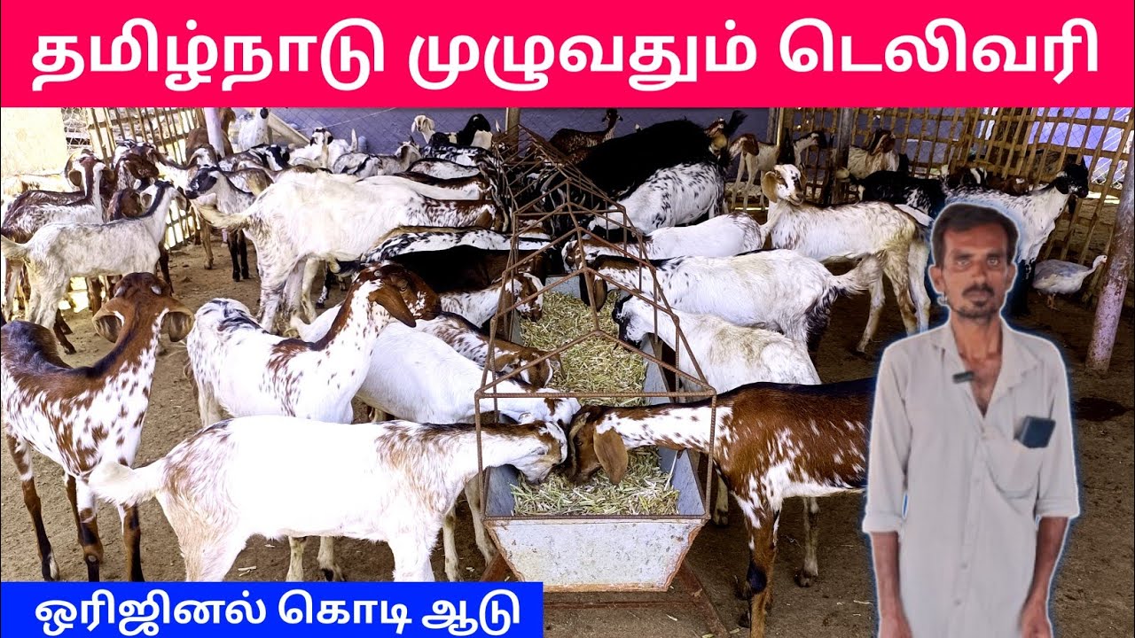 தமிழ்நாடு முழுவதும் டெலிவரி ₹250 மட்டுமே | ஒரிஜினல் கொடி ஆடு விற்பனைக்கு | எட்டையபுரம் கொடிஆடுகள்