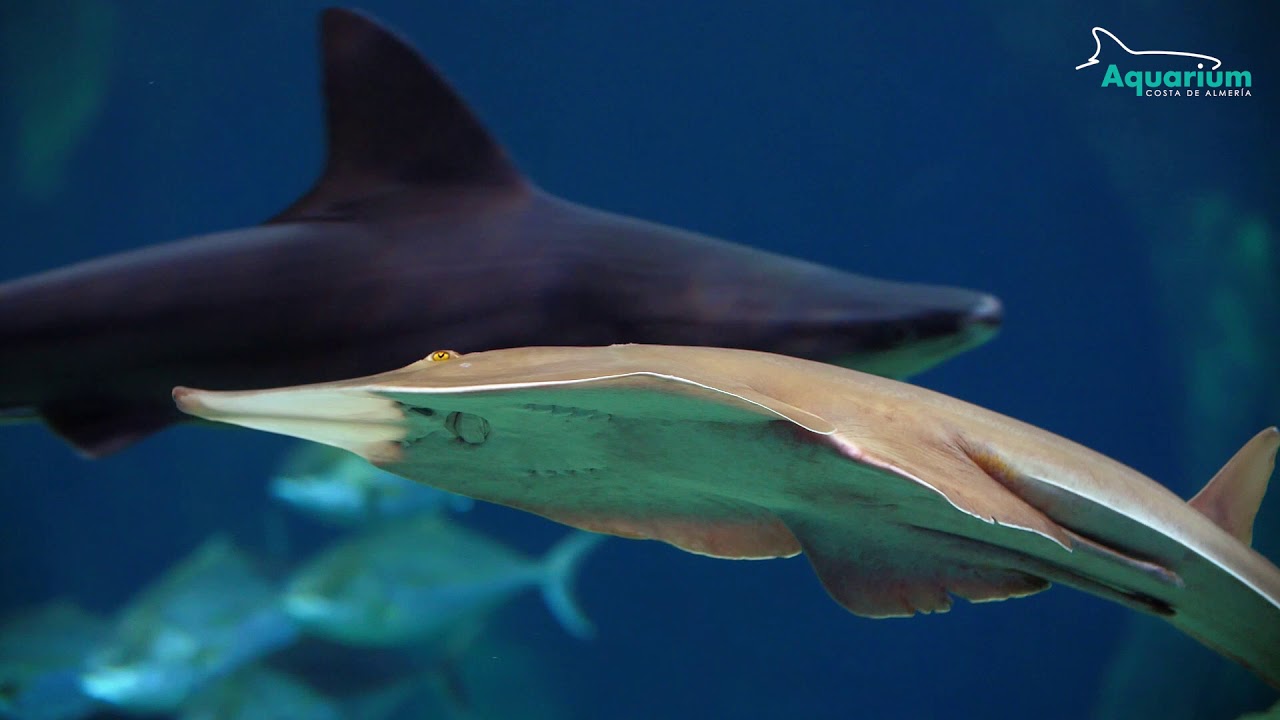 Aquarium Costa de Almería: un lugar para aprender y disfrutar
