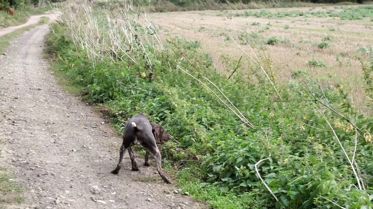 German Shorthaired Pointer pointing and flushing partridge