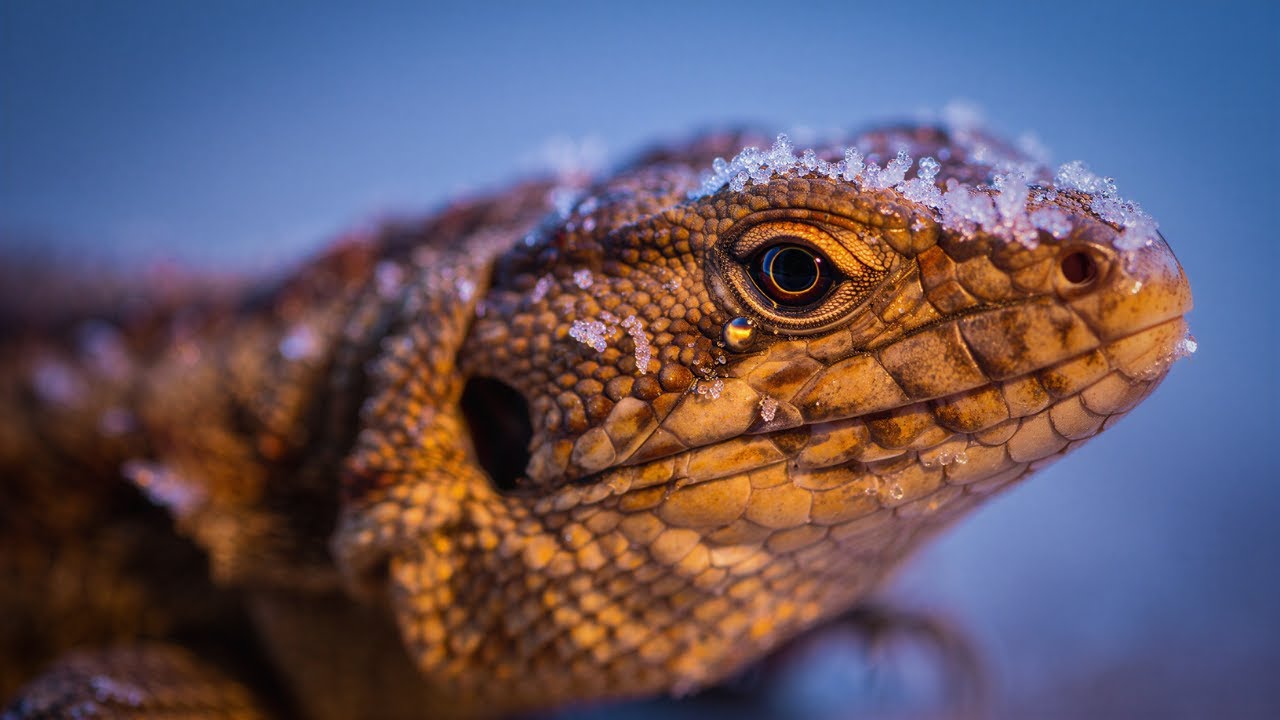 Frozen But Alive: Animals That Cheat Death in Extreme Cold!