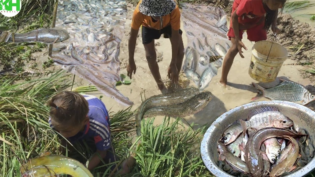 Amazing Childs Catches Fish on Rice Field - Khmer Cast Net Fishing​ - Cambodia Traditional Fishing