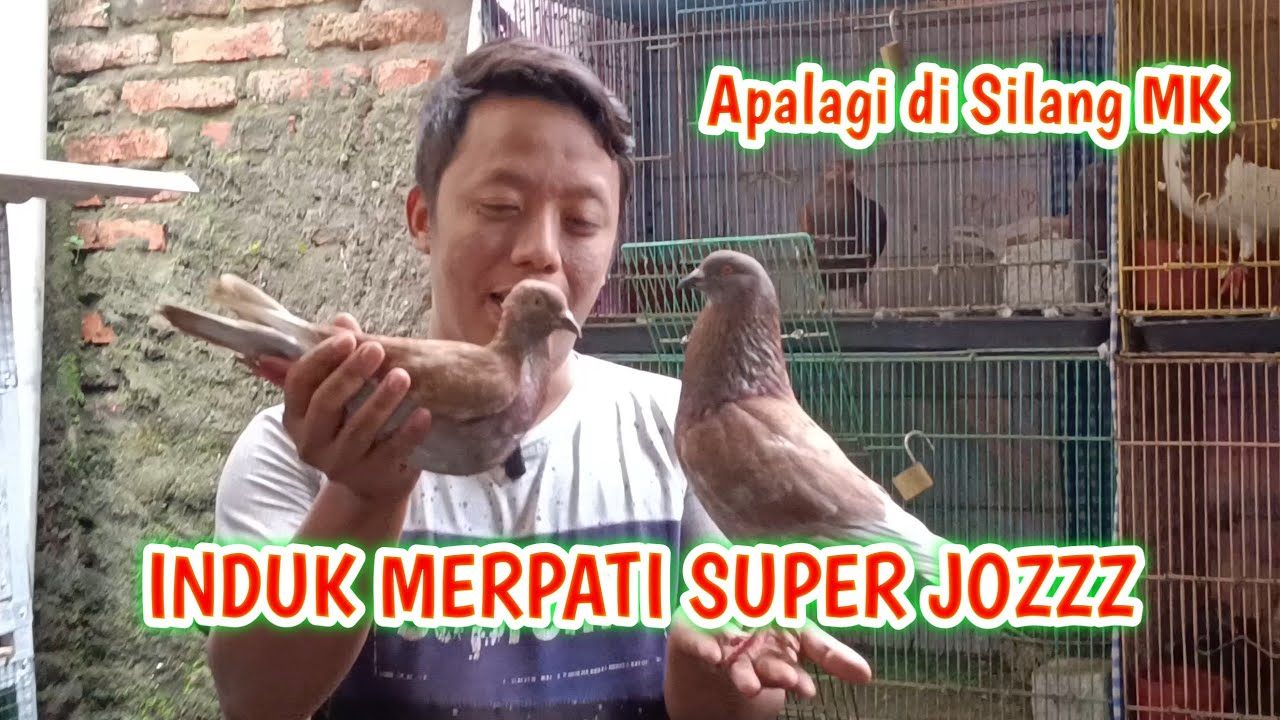 MERPATI BALAP GIRING KERAS KELUAR KARAKTER NYA