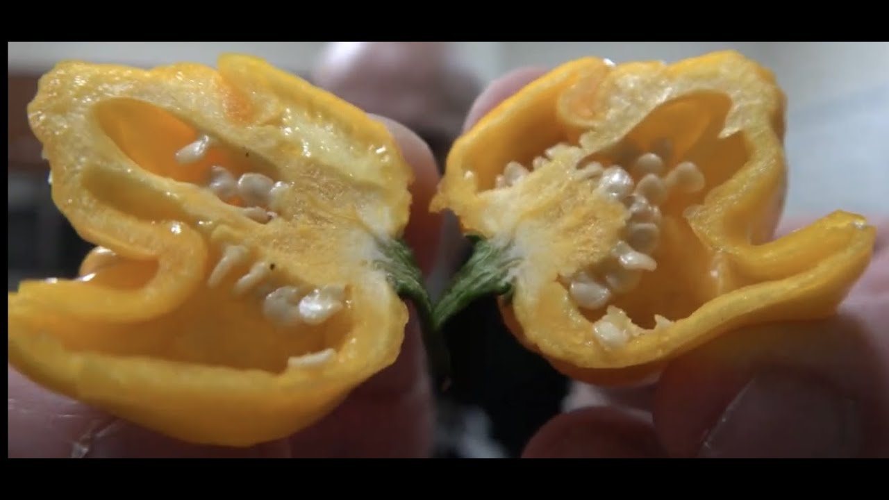 Желтый штамм мозга от Seriously Hot Peppers! Вы знаете, что это значит! СЕЗОН СТРУЧКОВ 2021!