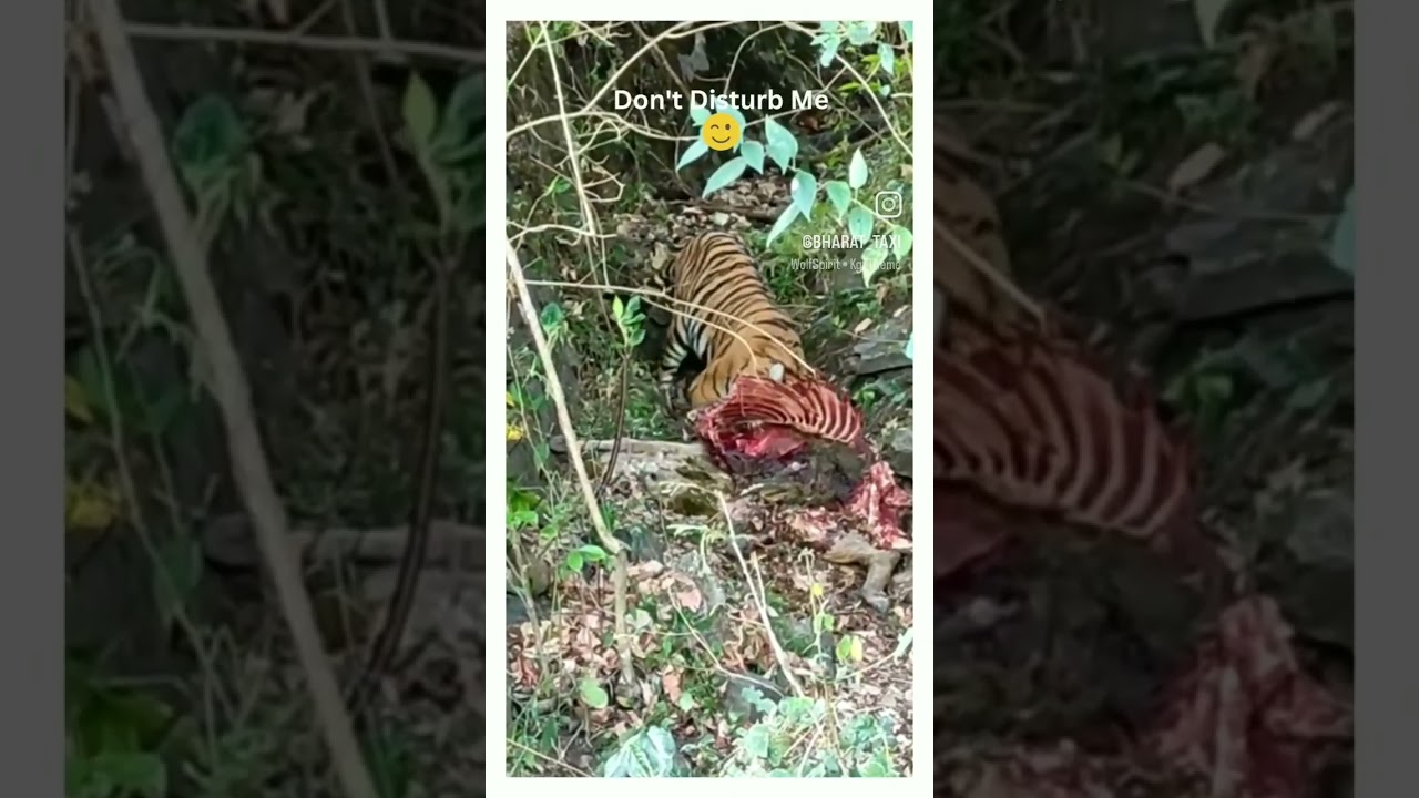 Bandipur National Park. Enjoy nature and wildlife. Let's not hamper there habita and life.