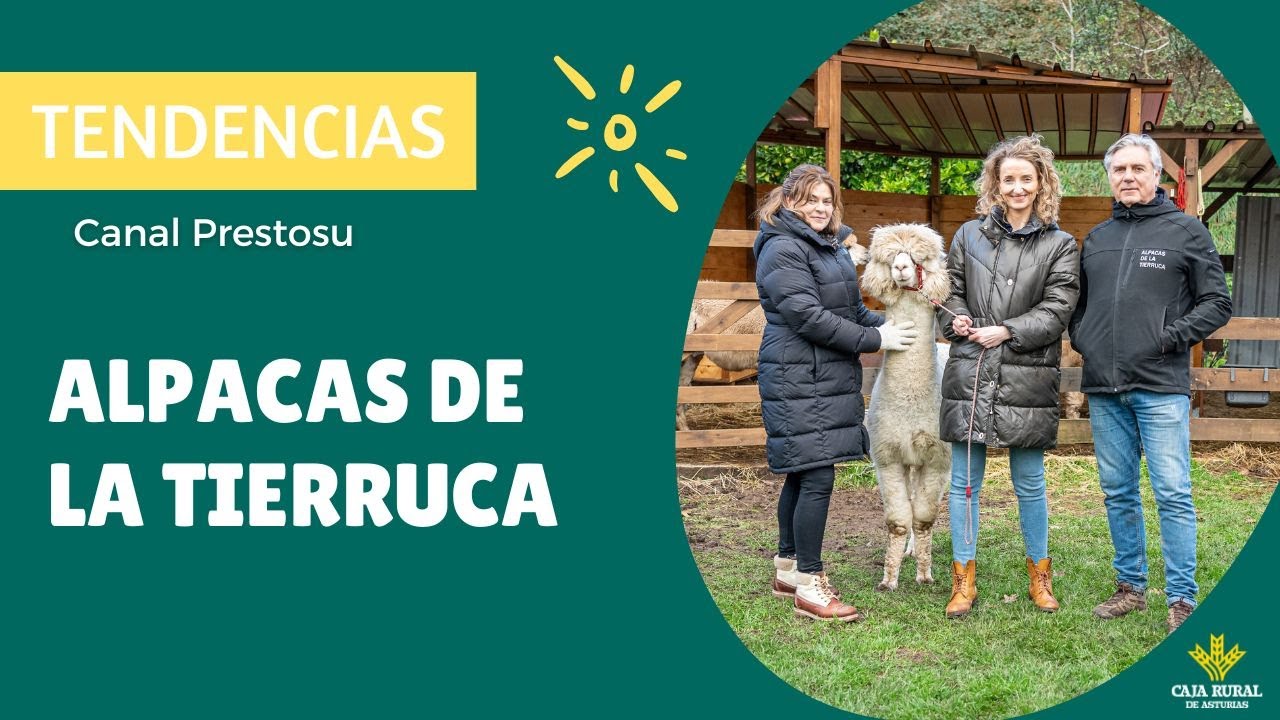 Canal Prestosu | Tendencias: visitamos una ganadería de Alpacas en Cantabria, Alpacas de la Tierruca