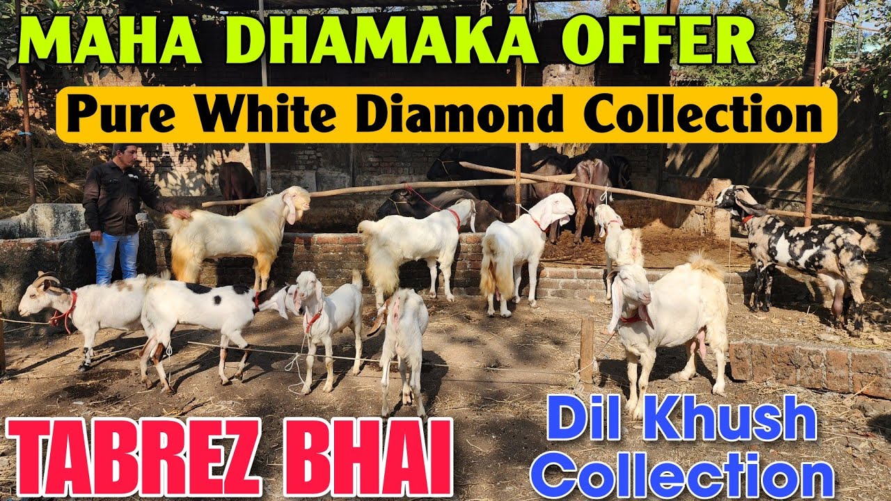 Pure White Diamond Quality Goat At TABREZ BHAI | Maha Dhamaka Offer Bakra Bakri Bhiwandi 