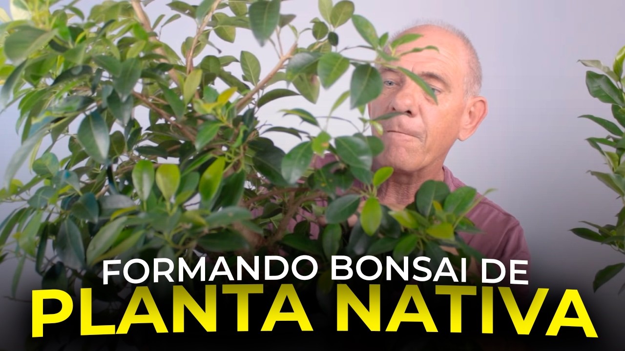 BONSAI DE FIGUEIRA NATIVA | Ficus Organensis 1 - Vídeo 1