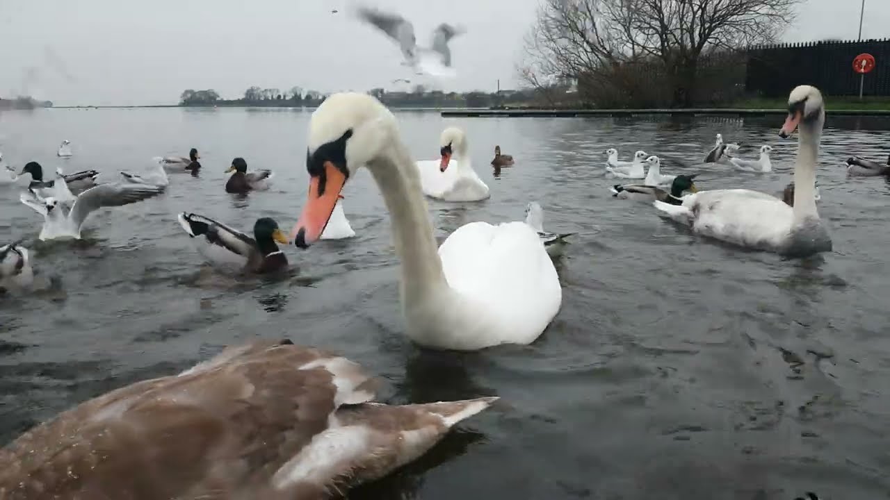 🇮🇪☘MUTE🦢CYGNETS🐥MALLARD DUCKS🦆GULLS🕊KINNEGO MARINA IRELAND🇮🇪Subscribe🙏🏻LIKE🙏🏻#birdsounds💓#cute💓#swan