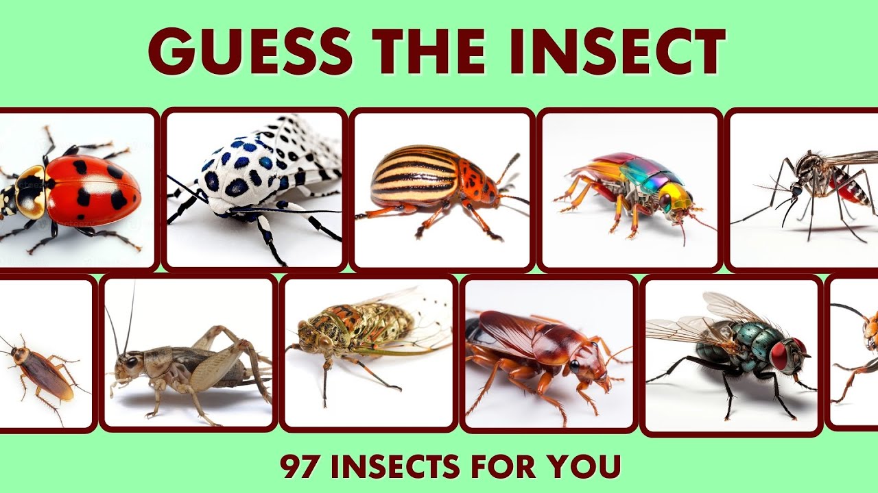 🦋 Name That Insect! 🐛 Can You Guess Right? 🦟