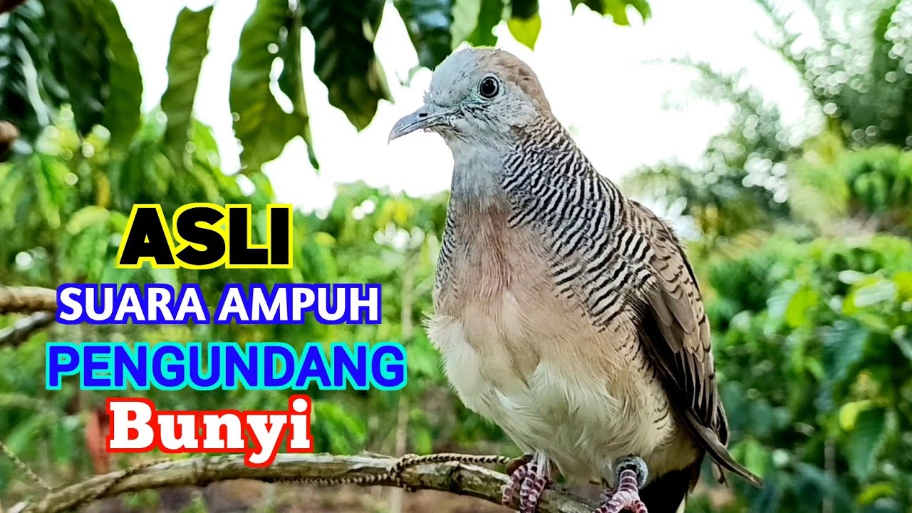 Suara Burung Perkutut Pikat Juara 1 Paling Gacor Terbaik Untuk Pancingan