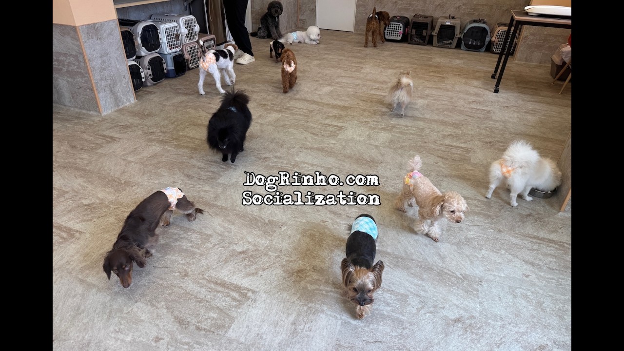 Dog daycare in Japan DogRinho 犬の保育園　20260313