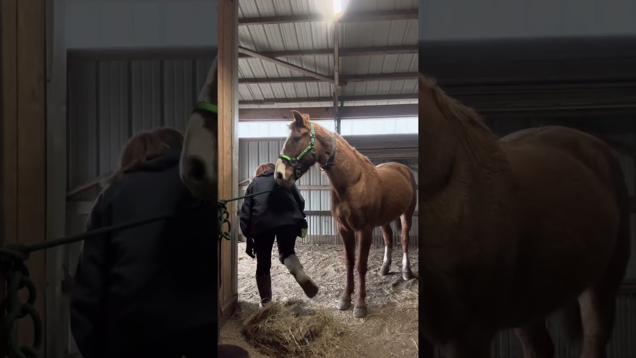 Mock “grooming” for the nervous Rex.