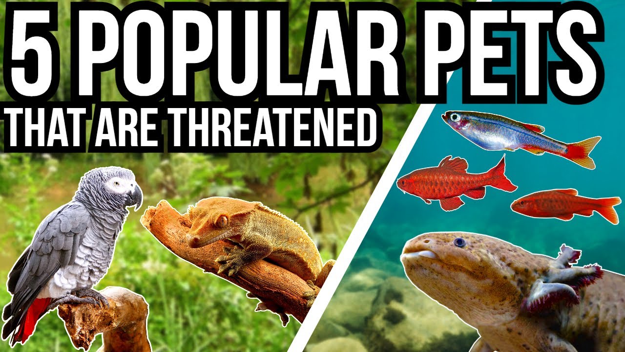 5 Popular Pets That Are Threatened In The Wild
