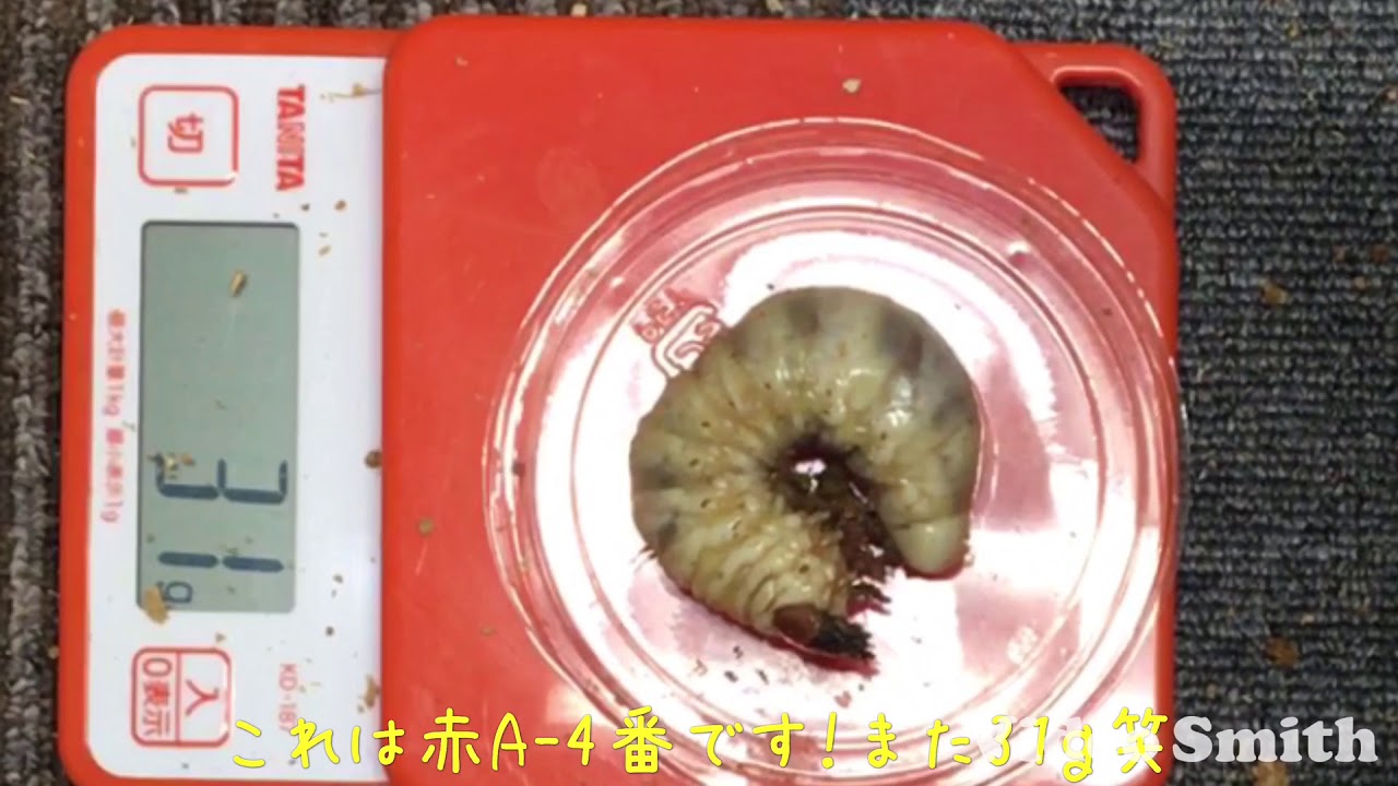 でかい！？オオクワガタ 能勢YG(赤)菌糸交換。30ｇでるか？