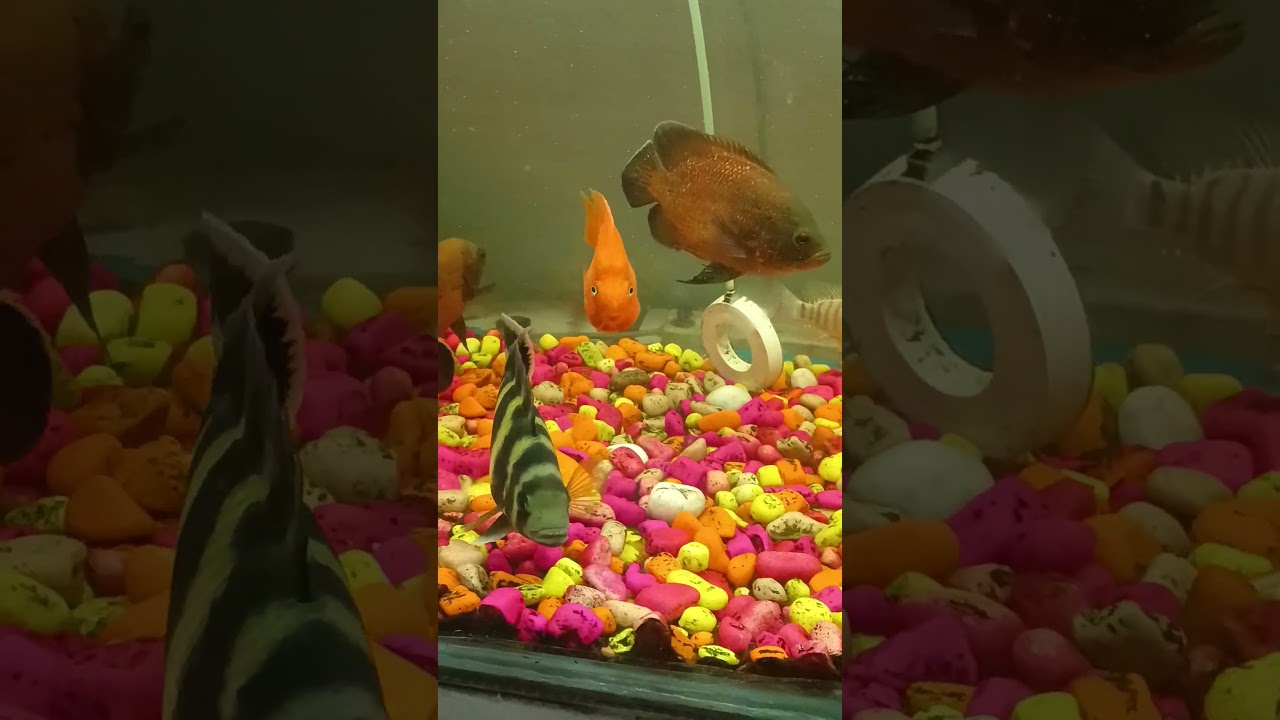 Butterkoferi/Tiger tilapia 