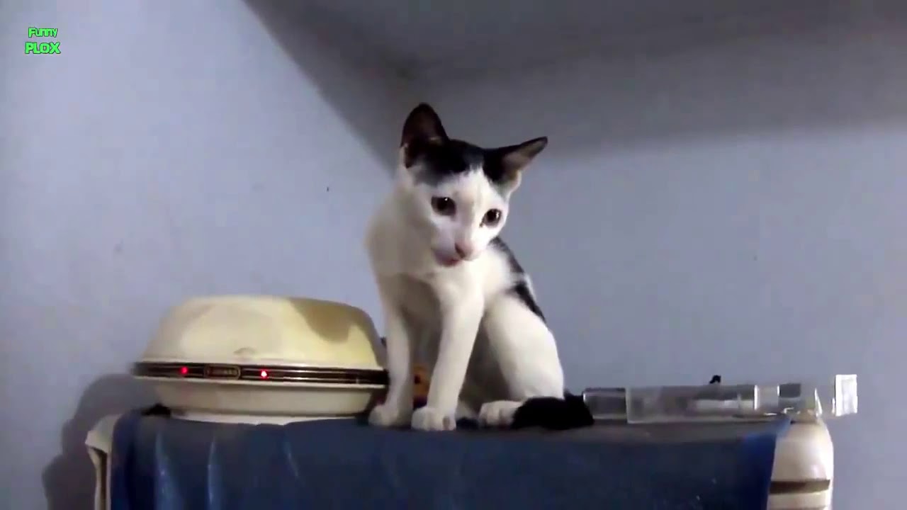 Funny Cats and Kittens Meowing Compilation Cute Monents
