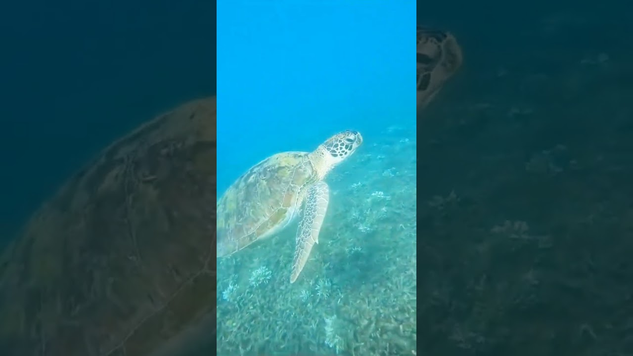 Baby turtle up close Seminyak Bali Indonesia 🇮🇩 #shorts #turtle #indonesia #bali