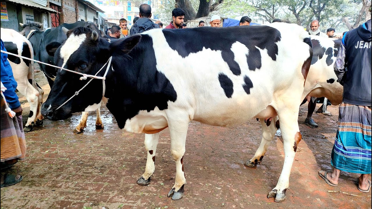 7/1/26/কোয়ালিটি সম্পন্ন ফ্রিজিয়ান প্রেগন্যান্ট গাভীর দাম জানুন। বগুড়া দুপচাঁচিয়া কাপের হাট থেকে।