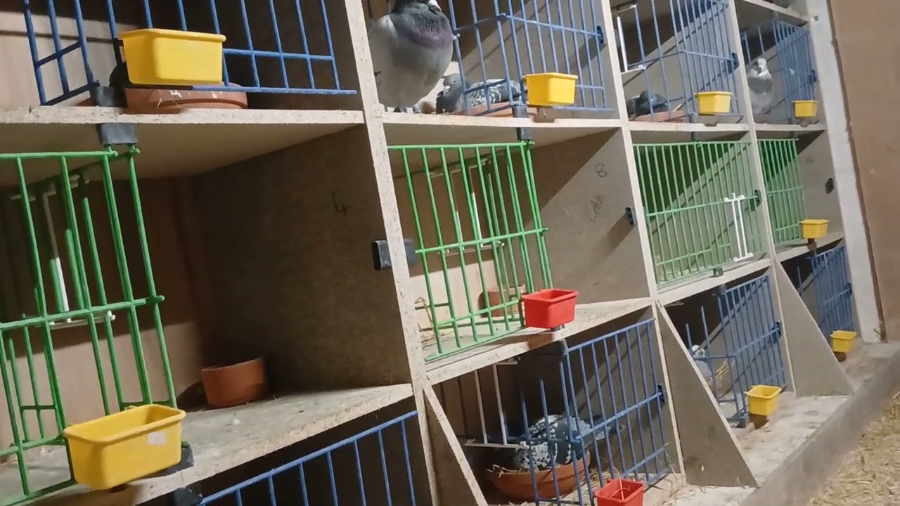 Breeding update 18th February