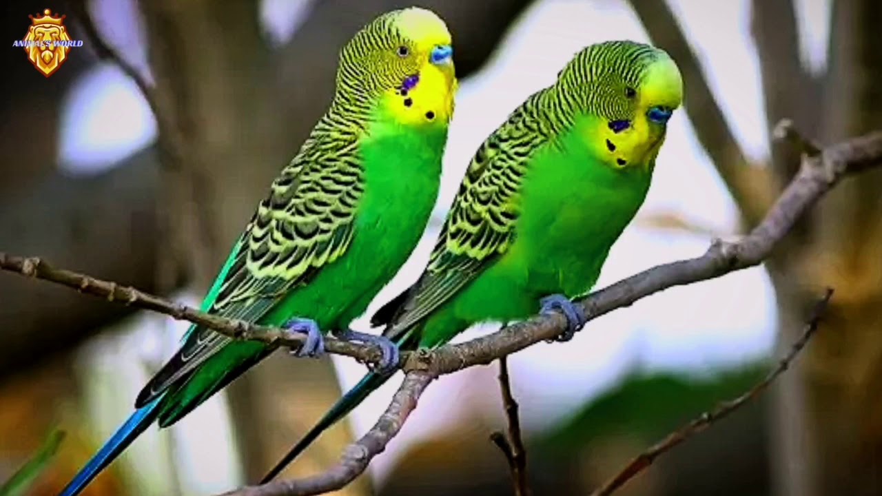 عشر ساعات من تغريد طائر البادجي المتواصل للتحفيز على اللعب والنشاط و التغريد و الهيجان نقي ومضمون 💯