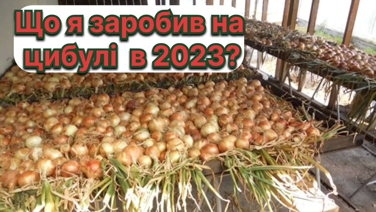 ОЛЛ-ІН на цибулю в 2024?Наскільки ВИГІДНО займатись вирощуванням цибулі?