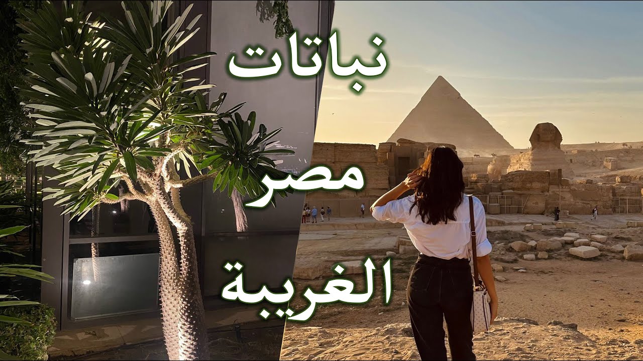 أخباري وأخبار نباتاتي: زرت مصر وشفت نباتات غريبة + جبت نباتات مميزة جديدة + زرعت نباتات مع المتابعين