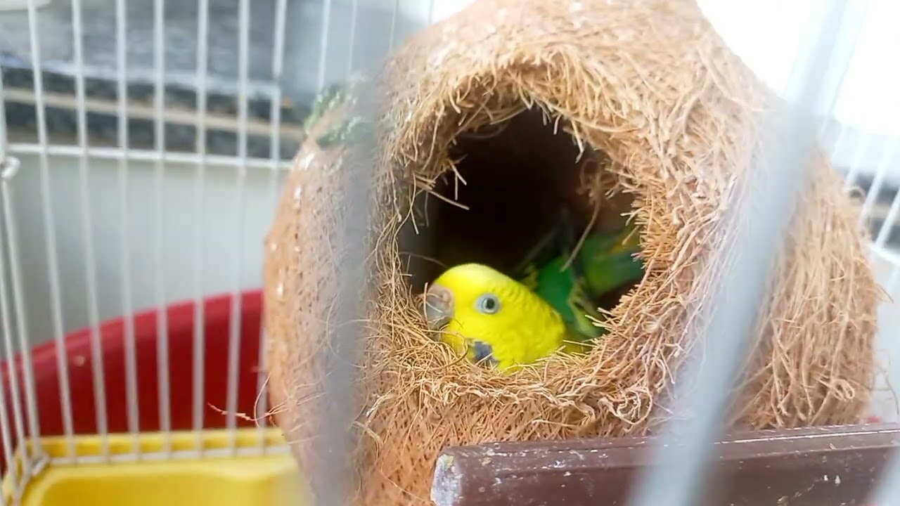 Budgies parrot 🦜 
