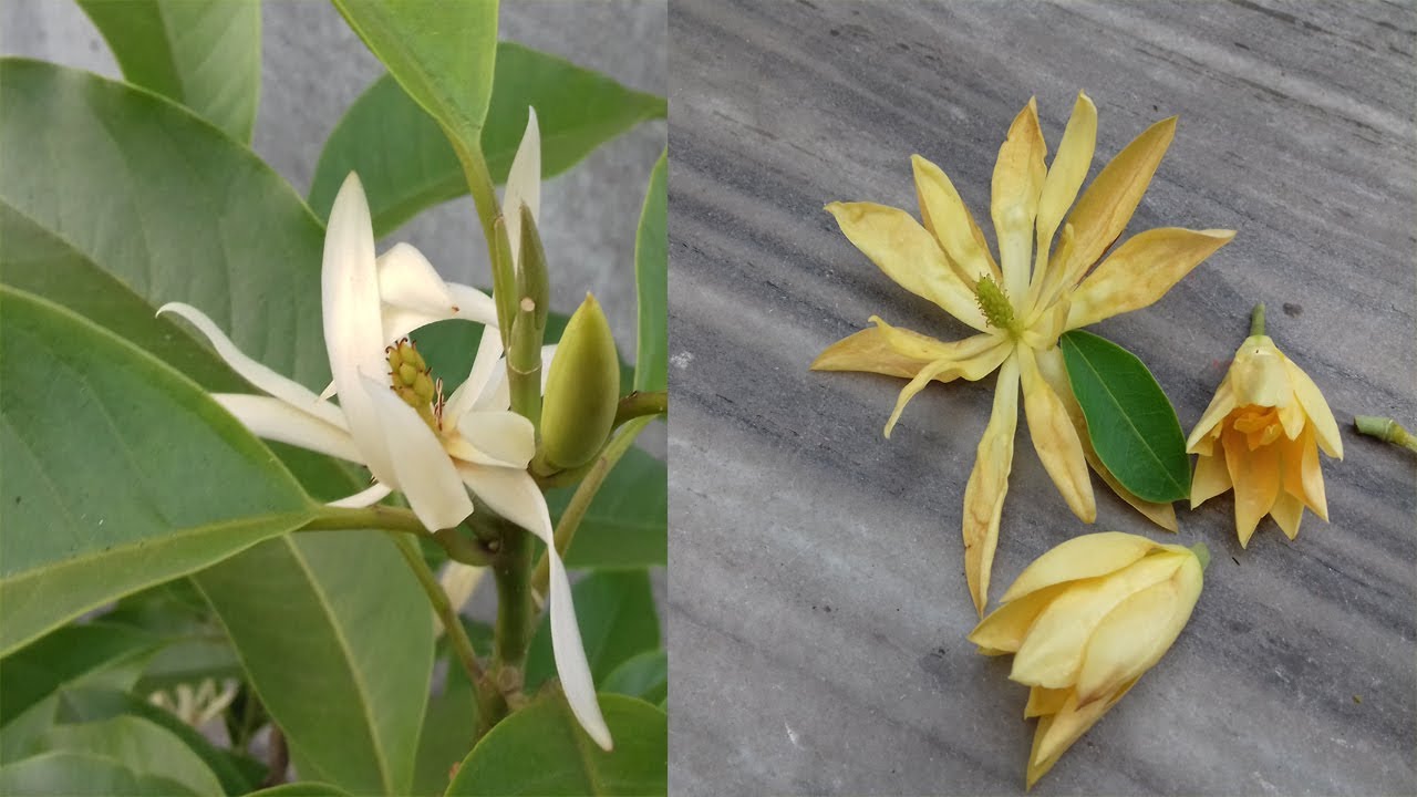 How to get maximum blooms from Swet champa and swarna champa before winter