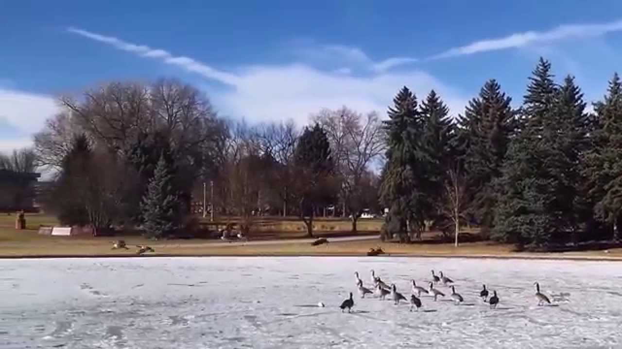 Geese Fly together