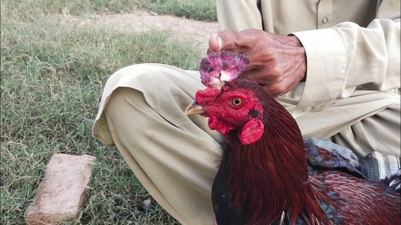 murge ka Taj aur putliyan kaatne ka aasan tarika
