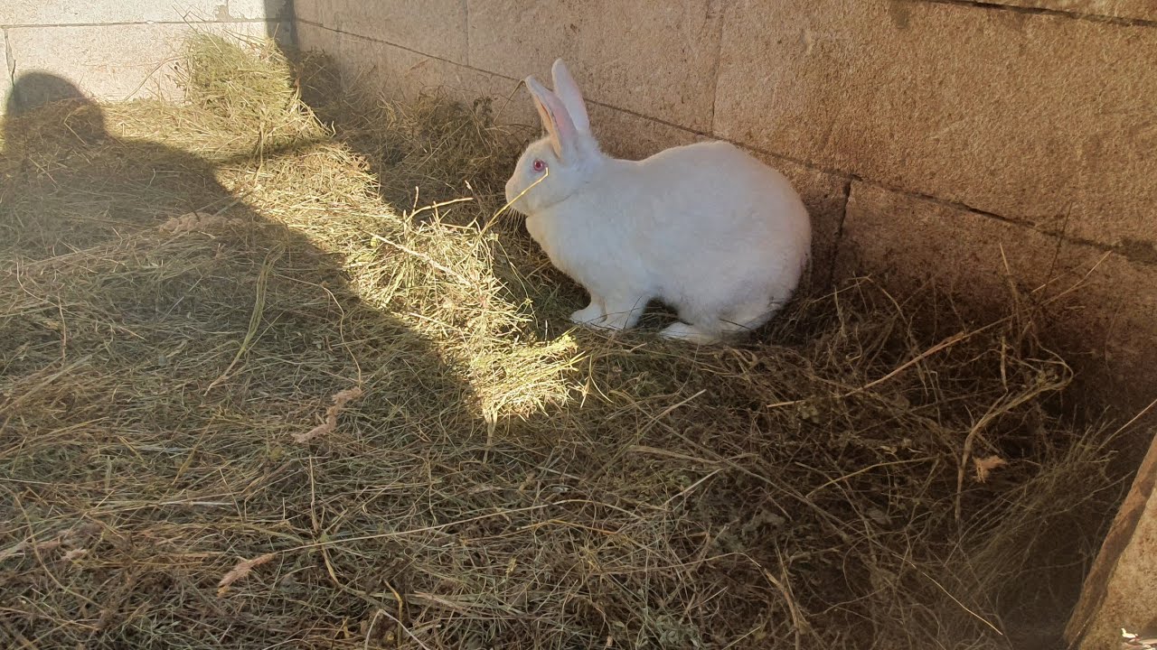 Va prezint toate animalele mele ●VIDEO NOU●