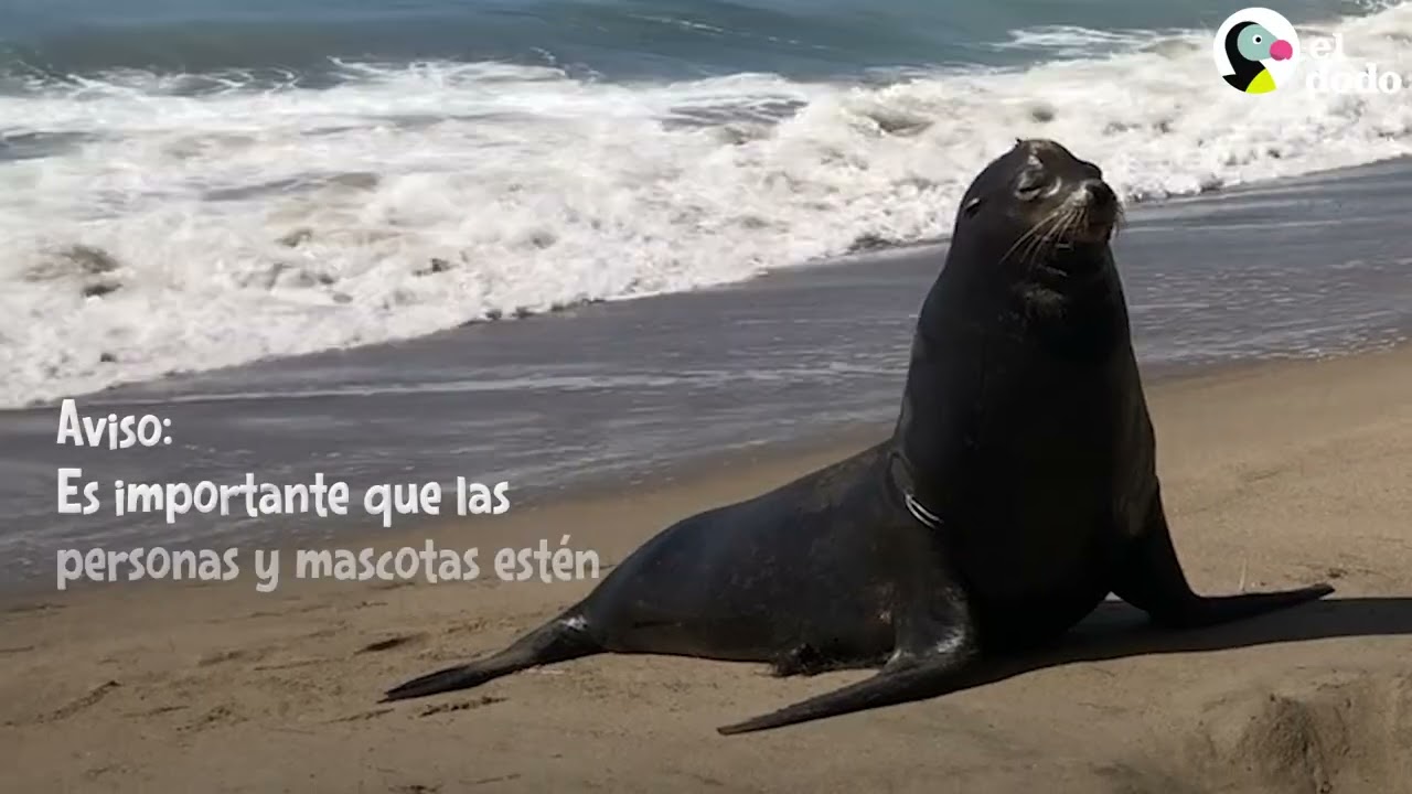 Le&oacute;n marino salvaje visita a su perro mejor amigo todos los d&iacute;as | El Dodo