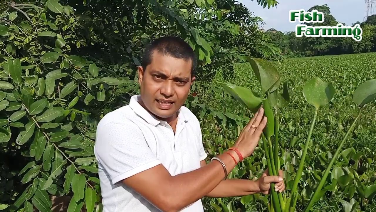 मछली के तालाब में जलकुंभी जैसे पौधों से कैसे बचें...