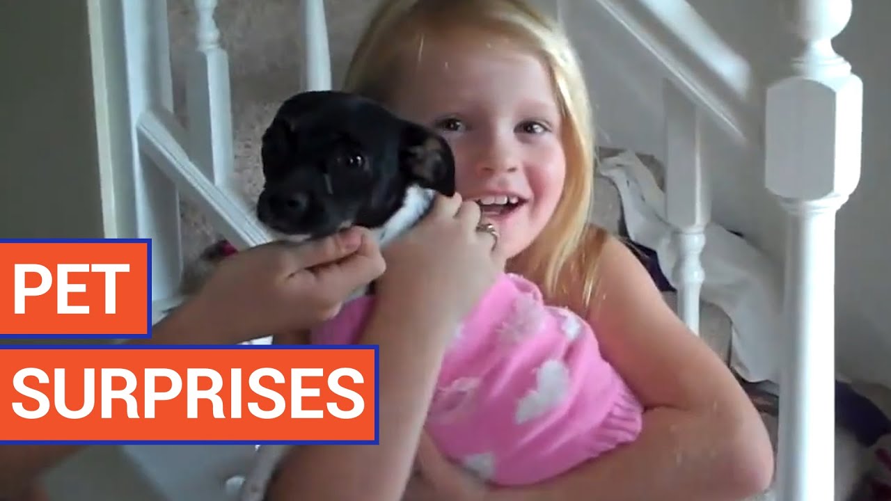Amazing Pet Surprises - Cute Animal Video Compilation 2016