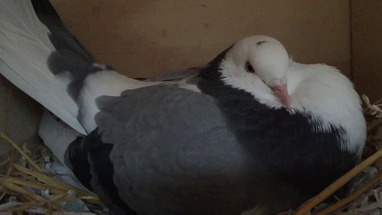 Aggressive pigeon with attitude