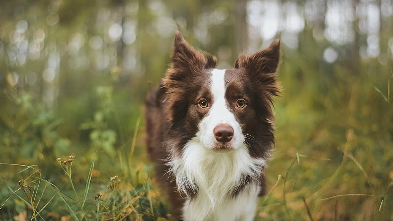 Vic border collie - Autumn ♥