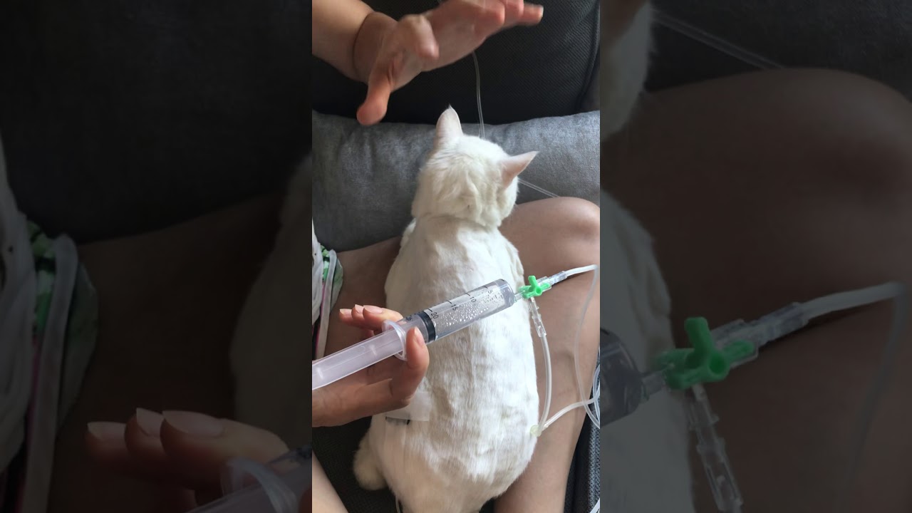 ［腎貓照護］皮下點滴如何注射